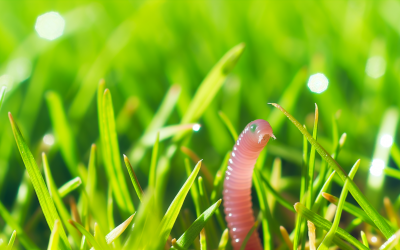 How Gardening Became My Lifeline