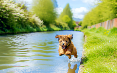 Finding joy and balance with a furry coworker